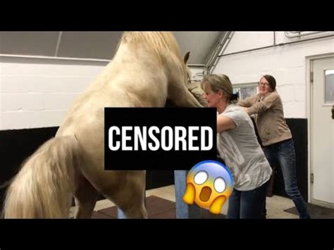 woman fucks horse|Horse Sex Tube